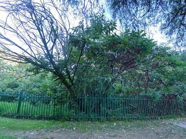 Erf 2575 Northcliff Extension 22 Township, Registration Division I.Q., Province Of Gauteng, 142 Johannes Street, Northcliff, Johannesburg, Gauteng Park